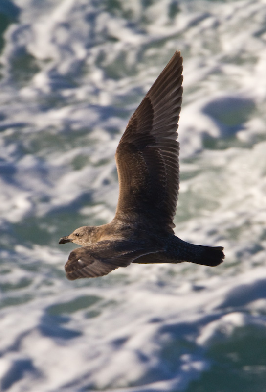 Gull In Flight